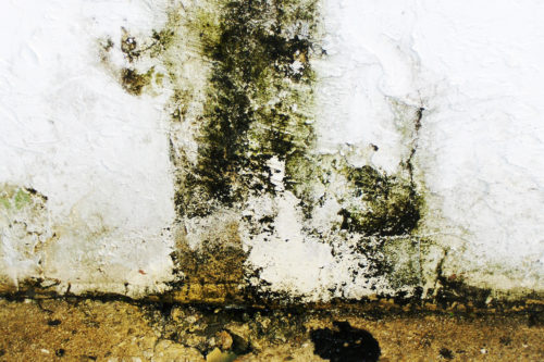 Moldy Wall restoration - RCC Victoria - Mould Damage